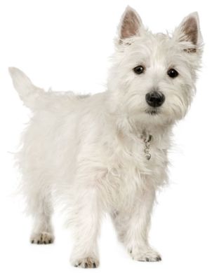 West Highland White Terrier Royal Canin (Роял Канин) Вест-хайленд-уайт-терьер 0,5 кг (Royal Canin) в Сухой корм для собак.