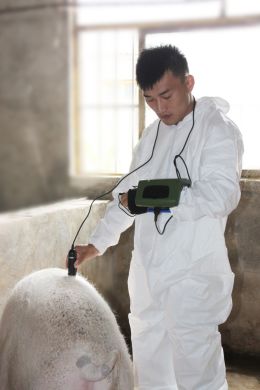 УЗИ аппарат для свиноводства MSU1 plus (KAIXIN) в УЗИ аппараты.
