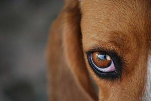 Як доглядати за хворими очима і вухами собак