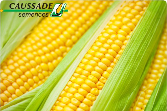 Кларити КС (СAUSSADE) в Кукуруза.