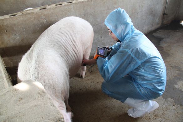 УЗД апарат для свинарства MSU3 УЗД апарат для свинарства MSU3 (KAIXIN) в УЗД апарати.