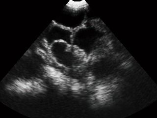 УЗД апарат для свинарства MSU3 УЗД апарат для свинарства MSU3 (KAIXIN) в УЗД апарати.