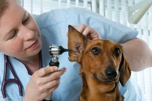 Причини виникнення вушних інфекцій у собак