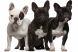 French Bulldog Adult Royal Canin (Роял Канин) Французский бульдог старше 12 месяцев 1,5 кг (Royal Canin) в Сухой корм для собак.