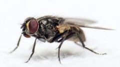 Средства защиты от мух