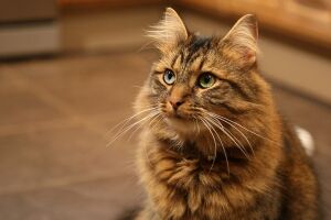 Цестал для кошек – антигельминтный препарат в виде таблеток от глистов