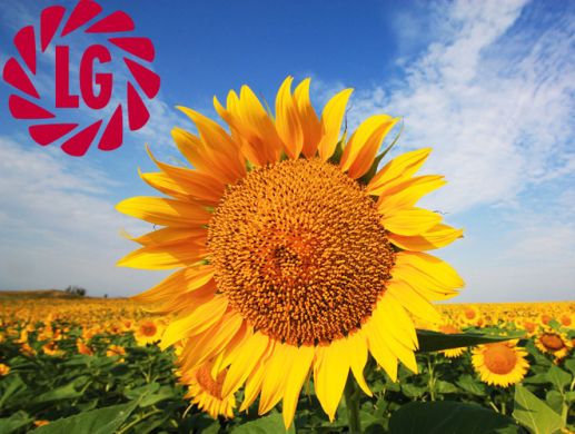 LG 5485 LG 5485 (Limagrain) в Подсолнух.