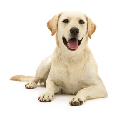 Labrador Retriever Adult Royal Canin (Роял Канин) Лабрадор ретривер старше 15 місяців 3 кг (Royal Canin) в Сухий корм для собак.