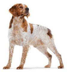 Medium Puppy Royal Canin (Роял Канин) 1 кг (Royal Canin) в Сухий корм для собак.