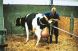 Родовспомагач для корів VINK 180 см, Нідерланди (рівномірне розтягування) (VINK) в Родовспомагачі для корів.