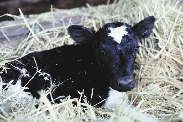 Родовспомагач для корів VINK 180 см, Нідерланди (рівномірне розтягування) (VINK) в Родовспомагачі для корів.