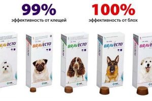 Профилактика заражений блохами и клещами 