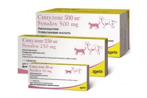 Сінулокс для собак забезпечить захист від інфекцій