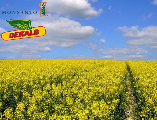 DK Expirit new (Monsanto) в Ріпак.