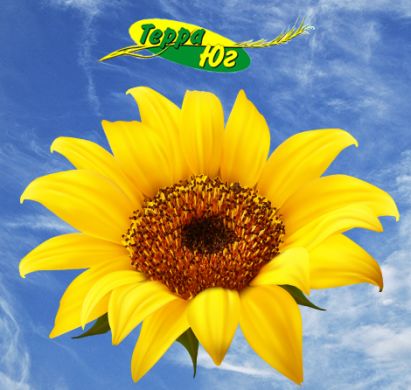 Ясон Ясон (Терра Юг) в Соняшник.