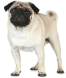 PUG Adult Royal Canin (Роял Канин) Мопс старше 10 месяцев 0,5 кг (Royal Canin) в Сухой корм для собак.