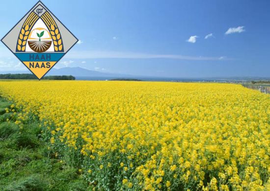 Черный Велетень (НААН Украины) в Рапс.