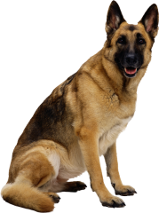 German Shepherd Adult Royal Canin (Роял Канин) Німецька вівчарка старше 15 місяців 3 кг (Royal Canin) в Сухий корм для собак.
