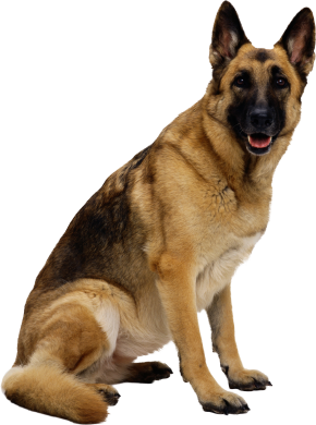 German Shepherd Adult Royal Canin (Роял Канин) Німецька вівчарка старше 15 місяців 3 кг (Royal Canin) в Сухий корм для собак.