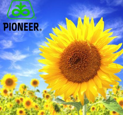 P63LL06 (Pioneer) в Соняшник.