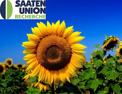 IN 5543 IMI IN 5543 IMI (Saaten Union) в Подсолнух.