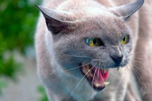 Симптоми і ознаки сказу у кішки