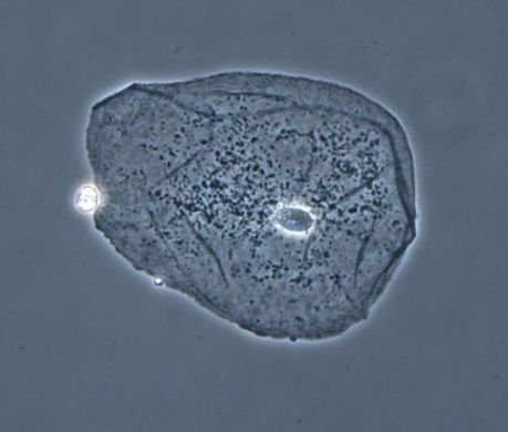 Комплект фазово-контрастний з планахроматичною оптикою (Мікромед) в Мікроскопи.