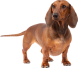 Dachshund adult Royal Canin (Роял Канин) Такса старше 10 місяців 0.5 кг (Royal Canin) в Сухий корм для собак.