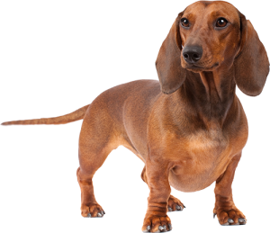 Dachshund adult Royal Canin (Роял Канин) Такса старше 10 місяців 0.5 кг Dachshund adult Royal Canin (Роял Канин) Такса старше 10 місяців 0.5 кг (Royal Canin) в Сухий корм для собак.