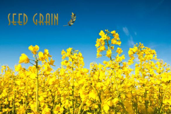 Юкон (Seed Grain) в Ріпак.