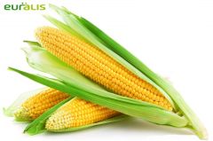 ЕС Конкорд (Евралис) в Кукуруза.