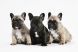 French Bulldog Puppy Royal Canin (Роял Канин) Французский бульдог до 12 месяцев 1 кг (Royal Canin) в Сухой корм для собак.