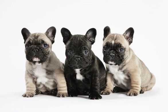 French Bulldog Puppy Royal Canin (Роял Канин) Французский бульдог до 12 месяцев 1 кг (Royal Canin) в Сухой корм для собак.