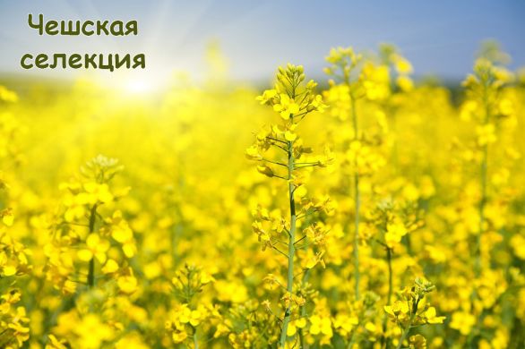 Острава (гібрид) (Чешская селекция) в Ріпак.